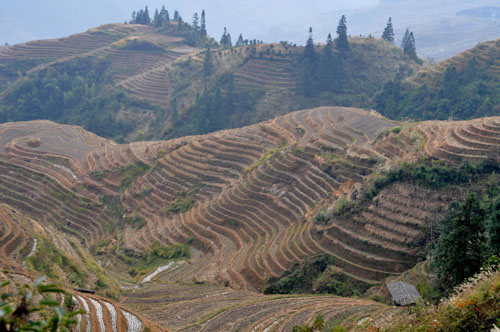 Longji Rice Terraces